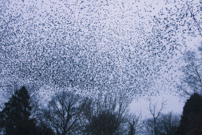 Sturnus vulgaris