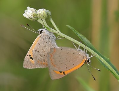 Lycaena phlaeas