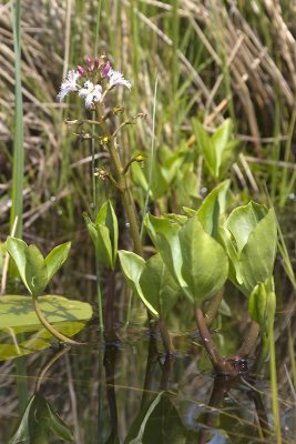 Menyanthes trifoliata