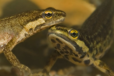 Lissotriton vulgaris