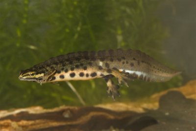 Lissotriton vulgaris