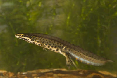 Lissotriton vulgaris