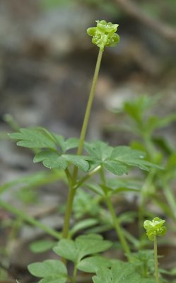 Adoxa moschatellina