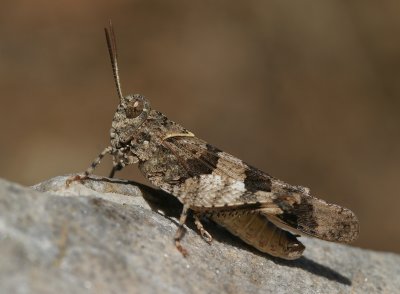 Oedipoda germanica