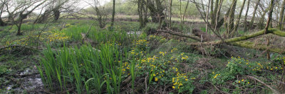 Dotterbloem langs de Swalm