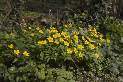 Anemone ranunculoides