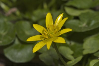 Ranunculus ficaria