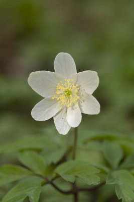 Anemone nemorosa