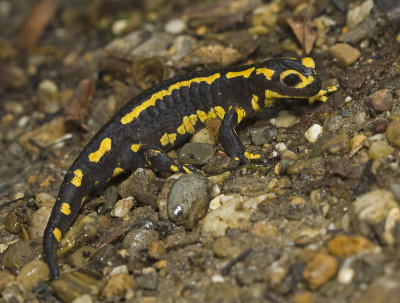 Salamandra salamandra