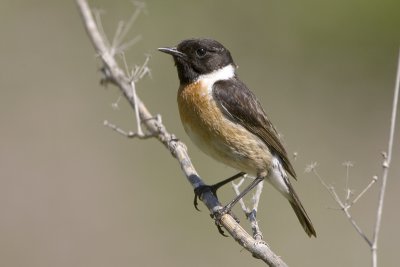 Saxicola torquata