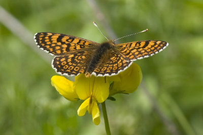 Melitaea cinxia
