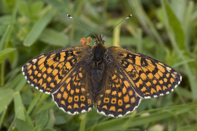Melitaea cinxia