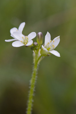 Saxifraga granulata