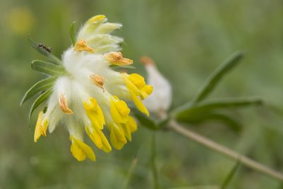 Anthyllis vulneraria