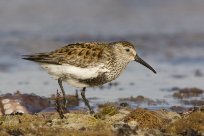 calidris_alpina