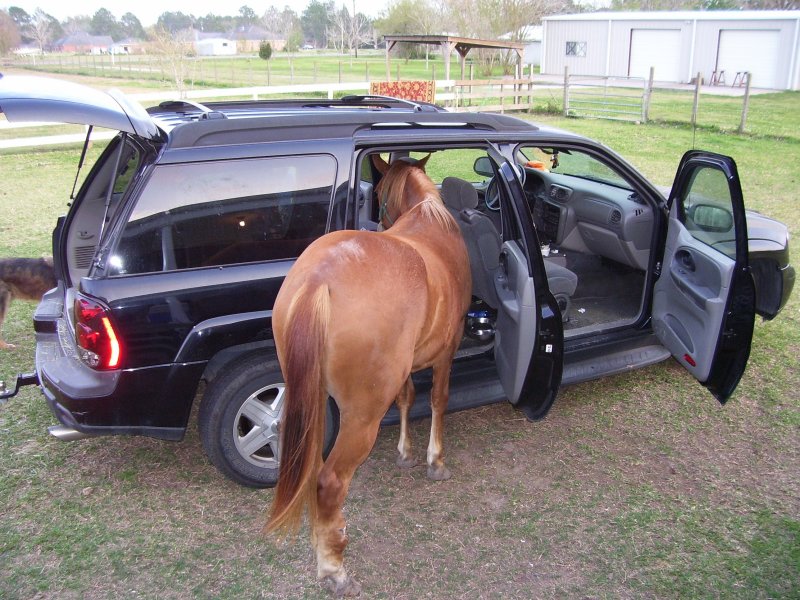 Quarter Horse tries to get into the SUV