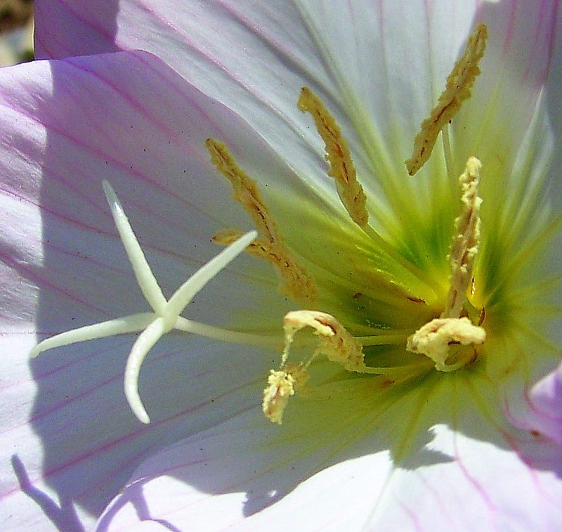 Showy Evening Primrose Close Up