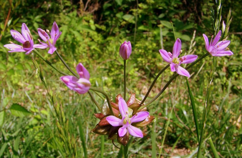 Allium Canadense