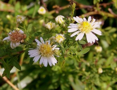 Calico Aster