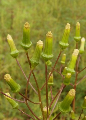 Pilewort