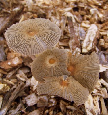 Coprinus Plicatilis (Japanese Umbrella Inky)