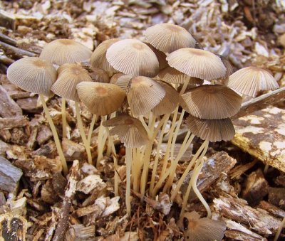 Gathering of Coprinus Plicatilis (Japanese Umbrella Inky)