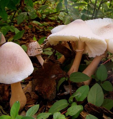 Interesting Lepiota Americana