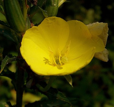 Evening Primrose