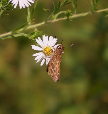 Spread-winged Skipper Visits an Aster