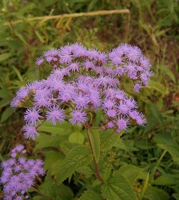 Blue Mist Flower