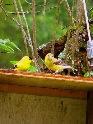 Male & Female American Goldfinches in the Rain