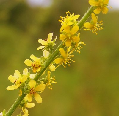 Agrimony