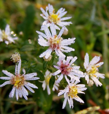 Calico Asters & Morning Dew