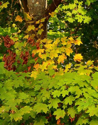 Trio of Maple Leaf Colours