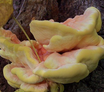 Laetiporus Sulphureus