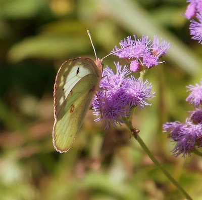 Pink-edged Sulphur Butterfly