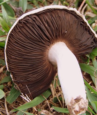 Agaricus Campestris