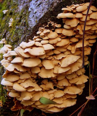 Pleurotus Dryinus