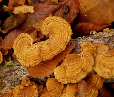 Turkey Tail