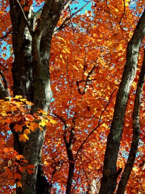 Maple Trees Galore