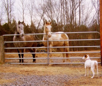 Cricket Meets the Horses for the 1st Time