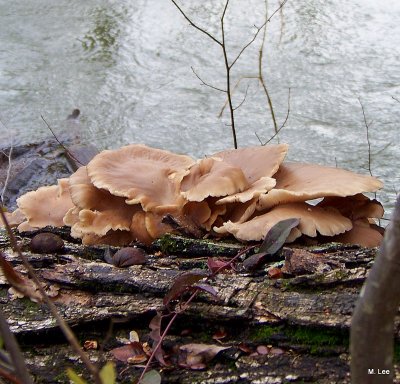 Oyster Mushrooms Overlook the River
