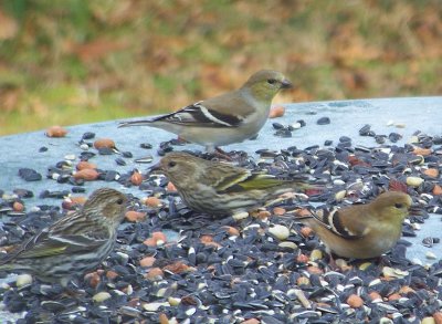 A Gathering