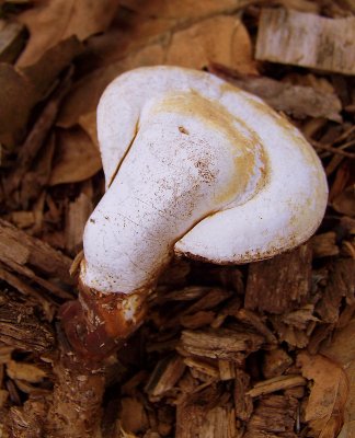 Ganoderma Tsugae in Winter