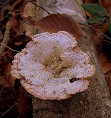 Turkey Tail During Winter