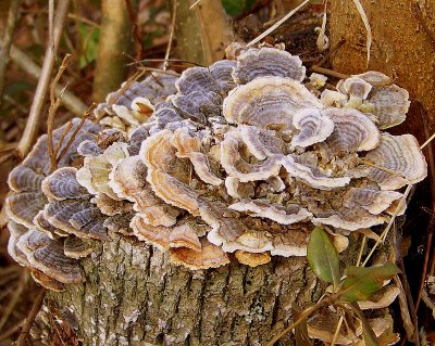 Turkey Tail, Dusting of Snow