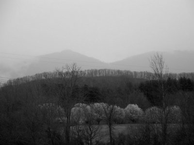 Bradford Pear Trees & Cumberland Mountains