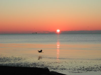 Egret with Sunrise on Trinity Bay