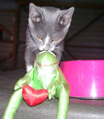 Cat Kissing his Toy Frog