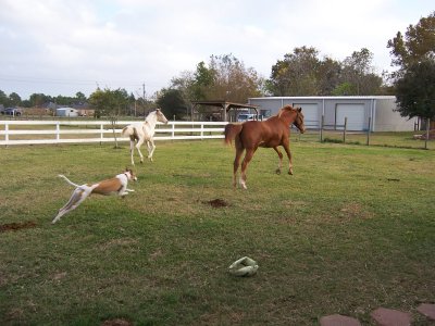 Greyhound Chasing Horses